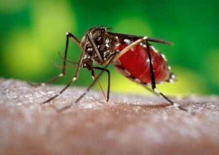 灭蚊子、蚊子防治、灭蚊防蚊